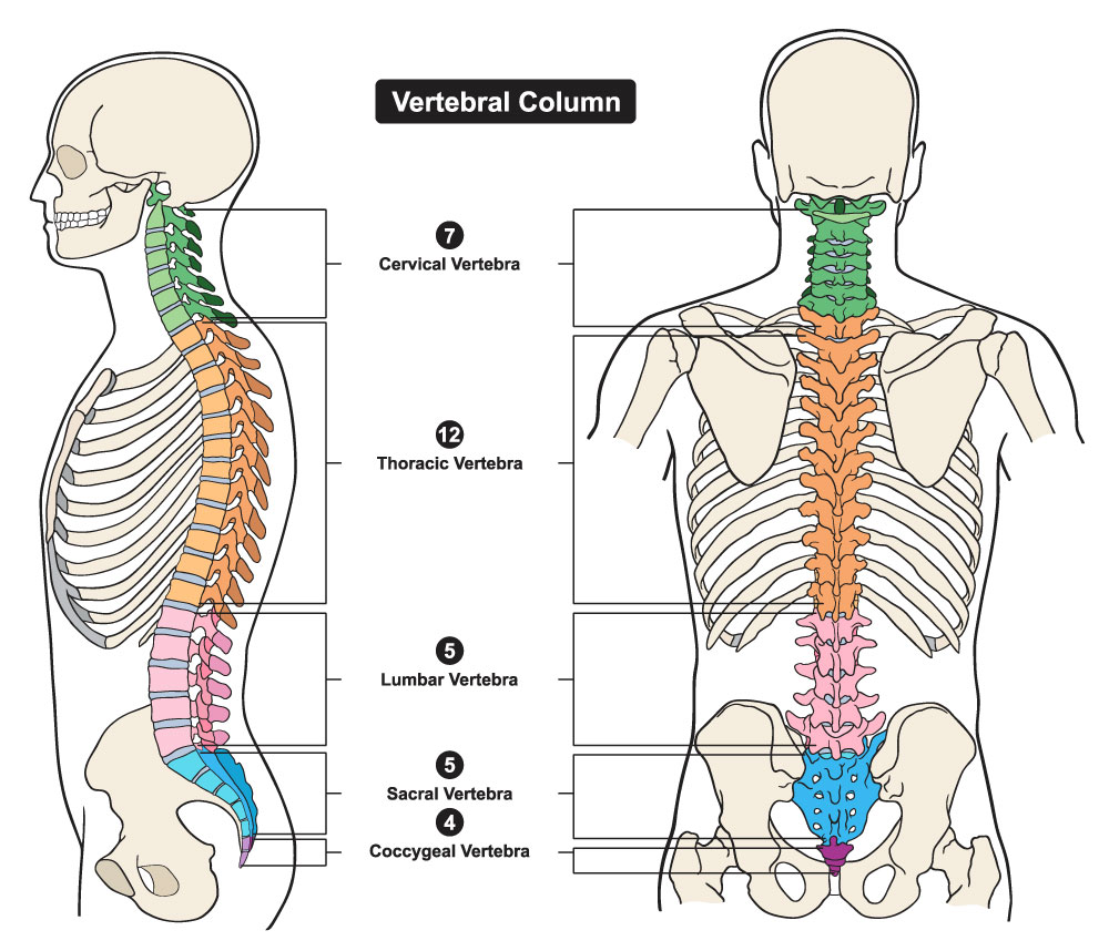 breakdown focusing on the level of spinal cord injury