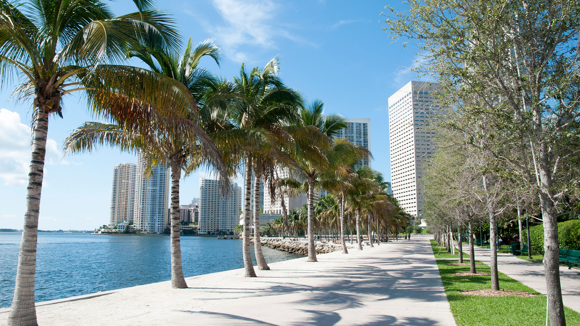 palm trees lining the sidewalk and water