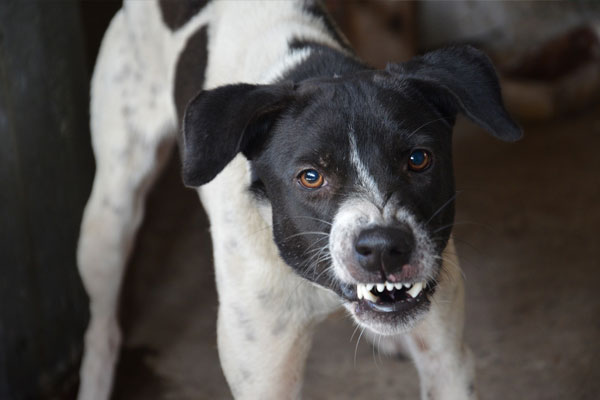 Dog bites
