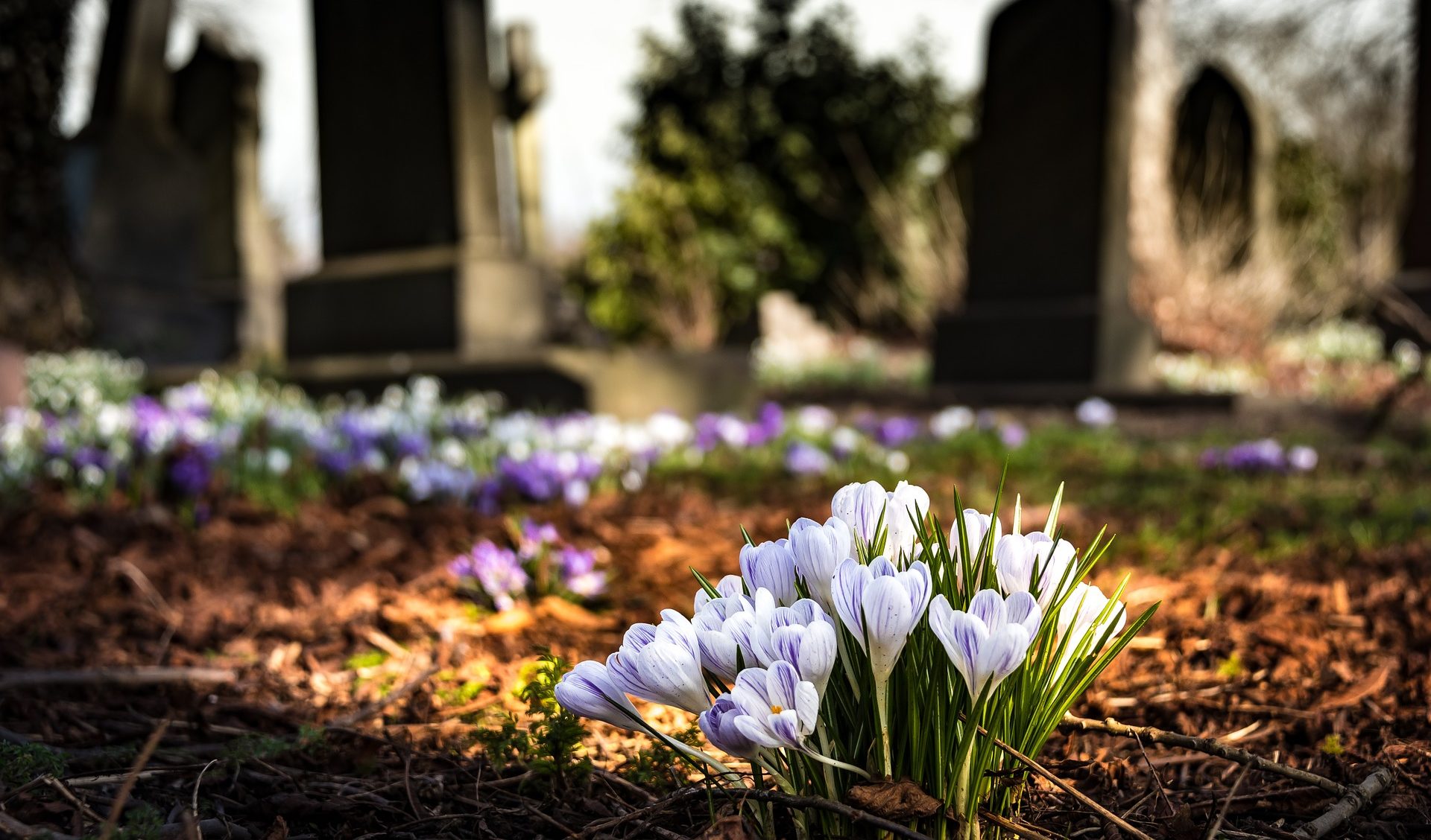 cemetary with flowers