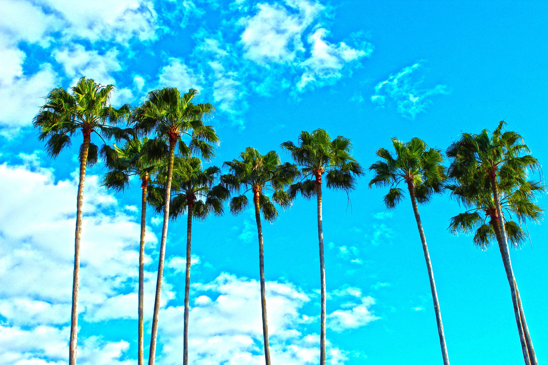 florida palm trees